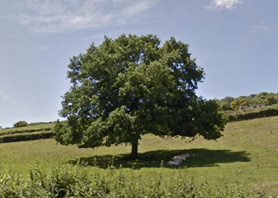 Arbre de Benoisey